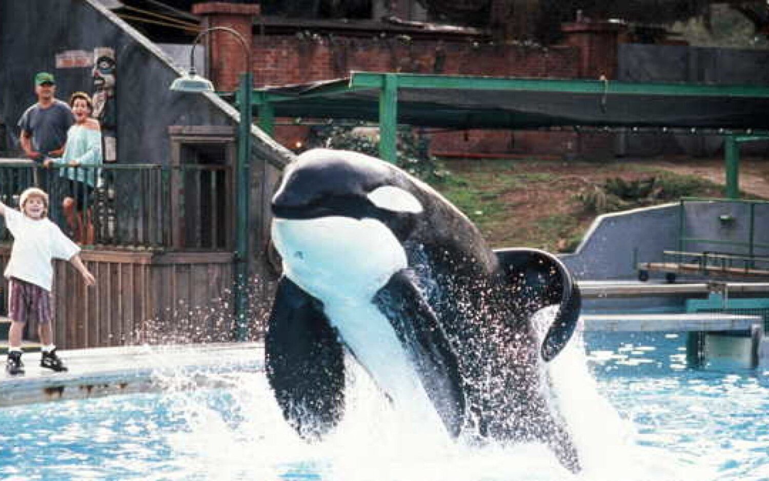 La orca más famosa del cine volverá a reclamar su libertad en un reboot en el que ya trabajan desde Warner Bros.