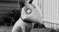 Primeras imágenes oficiales de 'Frankenweenie' de Tim Burton