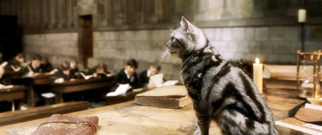 La gata McGonagall