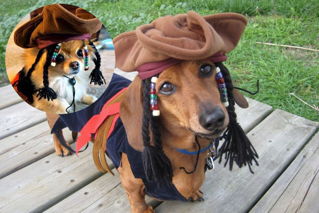 El disfraz de Jack Sparrow para perritos