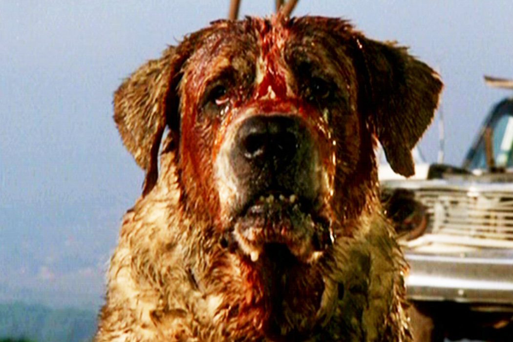 'Cujo'