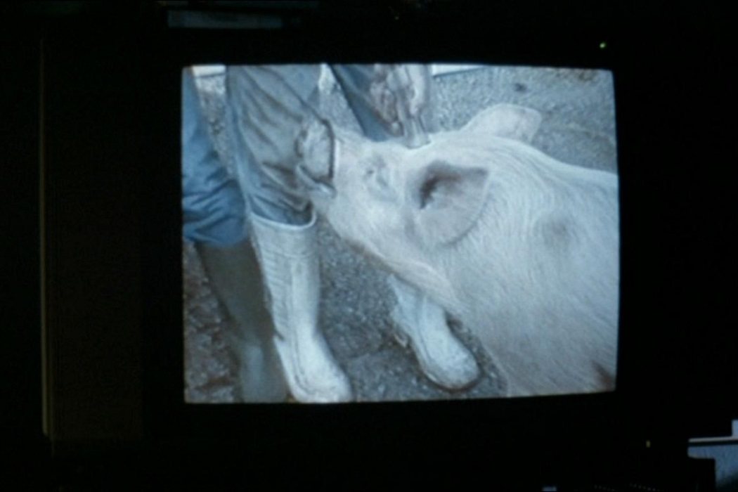 El cerdo en 'El vídeo de Benny'