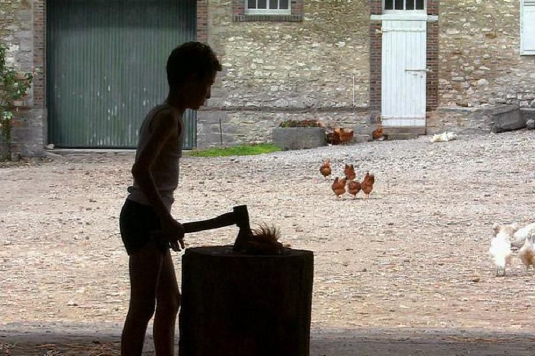 La gallina decapitada en 'Caché'