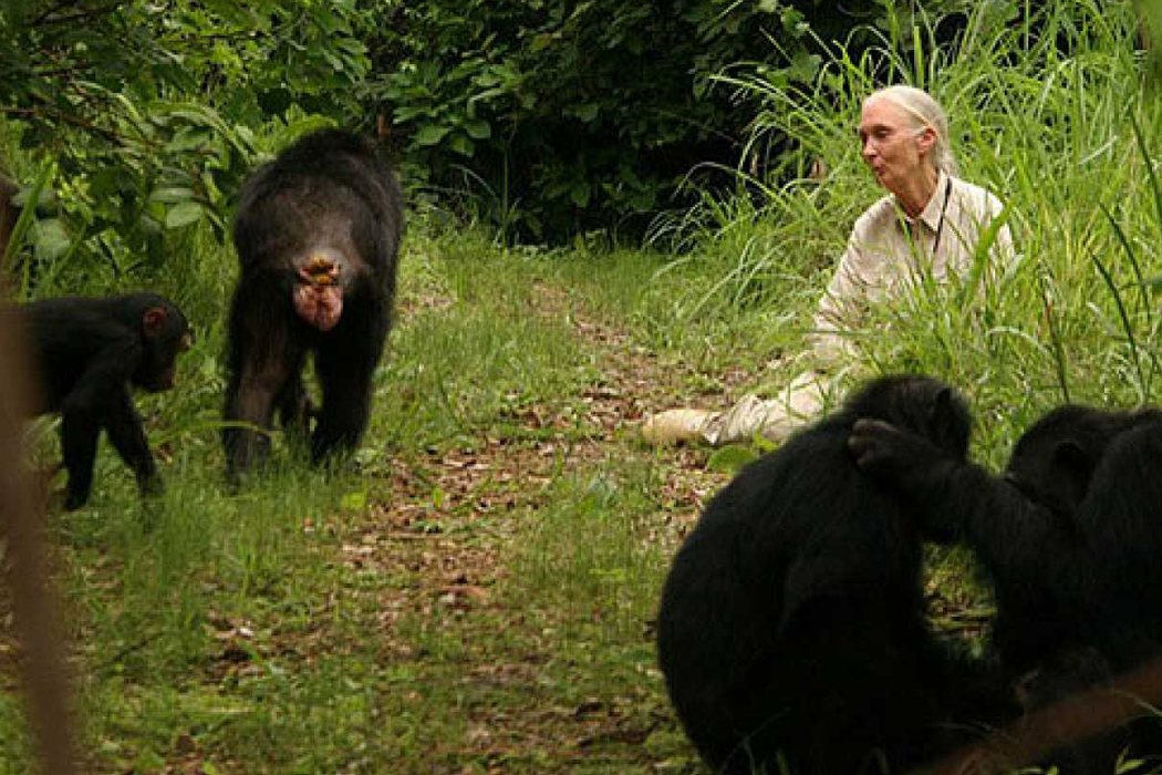 Jane Goodall en 'El viaje de Jane'