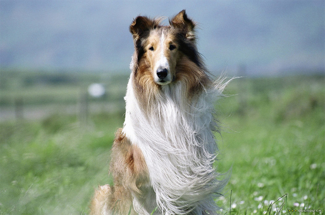 Lassie