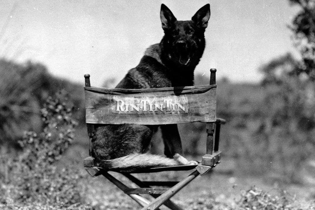 Rin tin tin