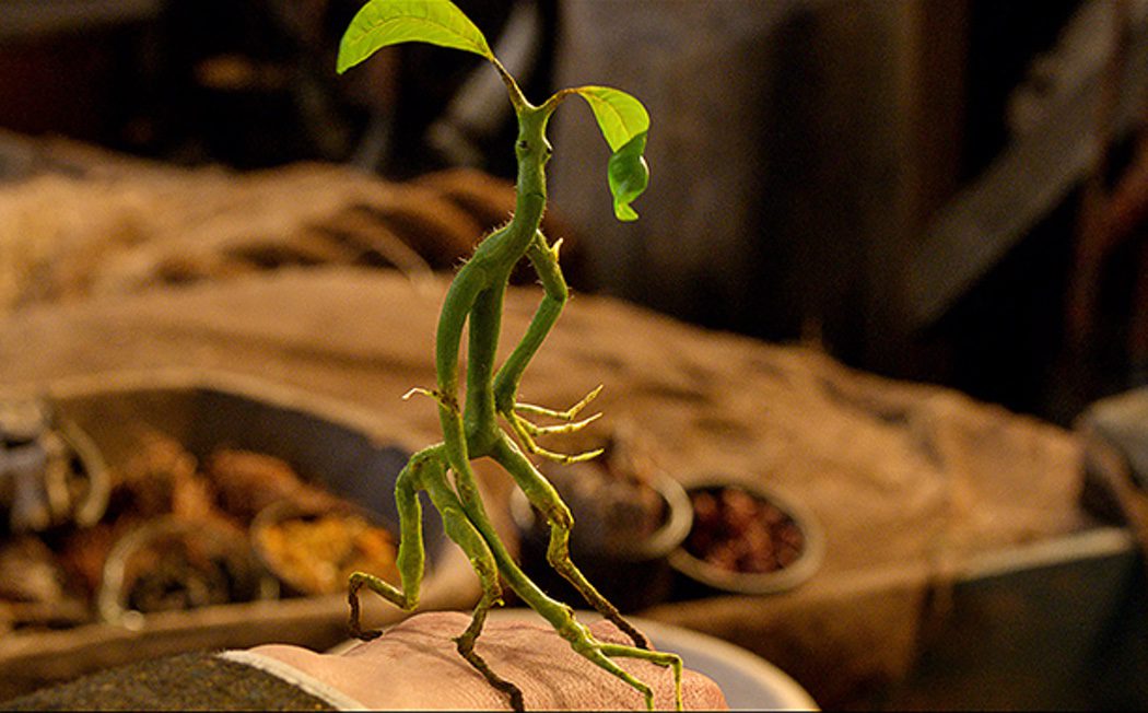 Bowtruckle