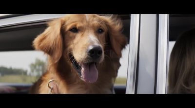 Tráiler en inglés 'Tu mejor amigo'