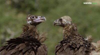 Tráiler 'El bosque ibérico'
