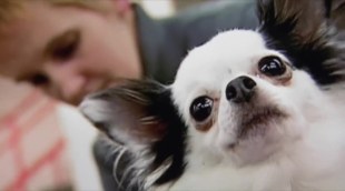 Tráiler 'Very Important Perros' (2000)