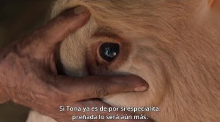 Tráiler 'Cowgirl' (2026)