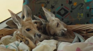 Tráiler en español 'Kangaroo: Una aventura en Australia' (2025)