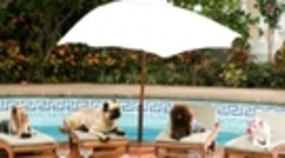 Trailer Un chihuahua en Beverly Hills