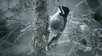 Primer teaser segunda temporada 'Fargo'